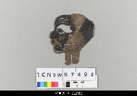 藏品(中國湖北皮影戲偶頭-淨)的圖片